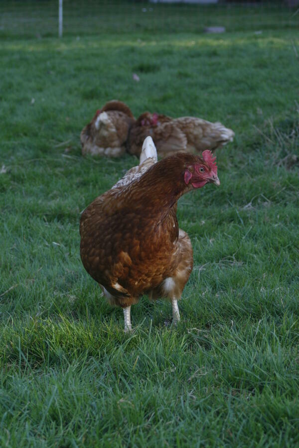 Geflügel - Huhn