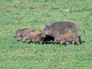 Rotte auf der Wiese