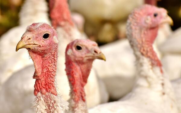 turkeys-2940378_1920