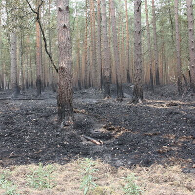 004. Waldbrand Lübtheen 2019
