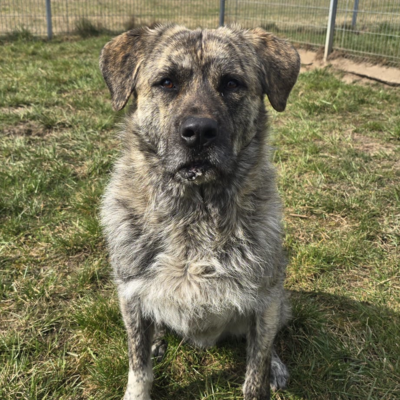 Tiervermittlung Grady