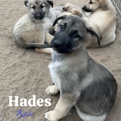 Tiervermittlung Hades