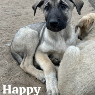 Tiervermittlung Happy