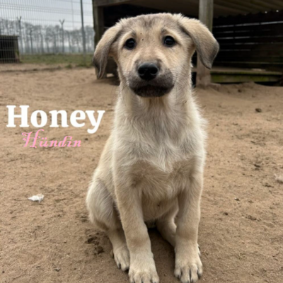 Tiervermittlung Honey