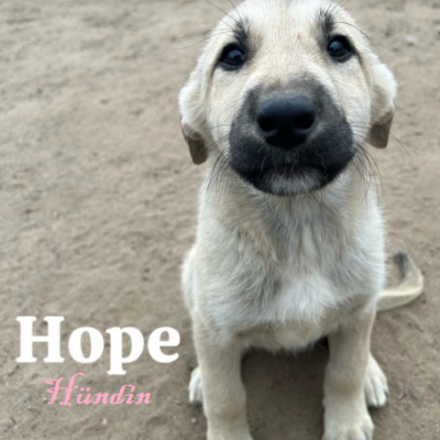 Tiervermittlung Hope Welpe