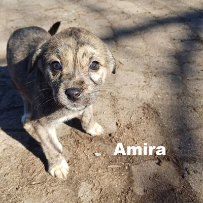 Tiermvermittlung Amira