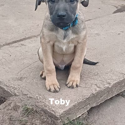 Tiervermittlung Toby