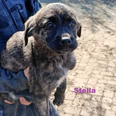 Tiervermittlung Stella