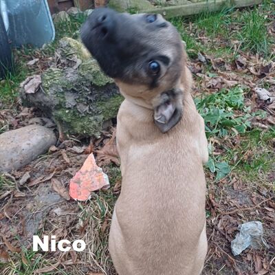 Tiervermittlung Nico