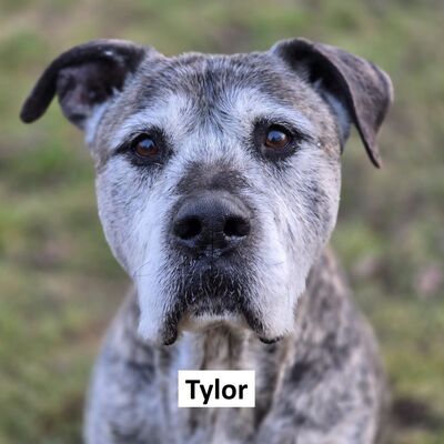 Tiervermittlung Tylor