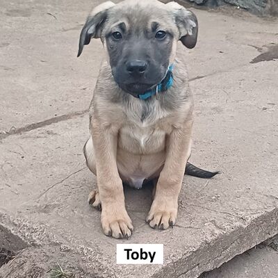 Tiervermittlung Toby