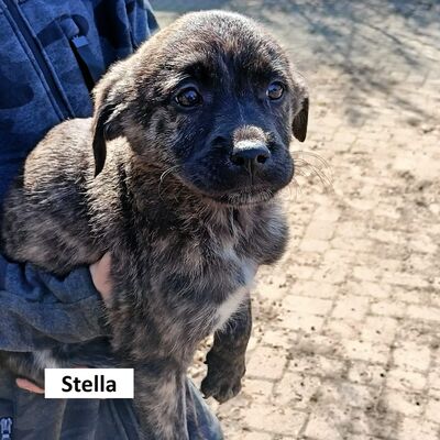 Tiervermittlung Stella
