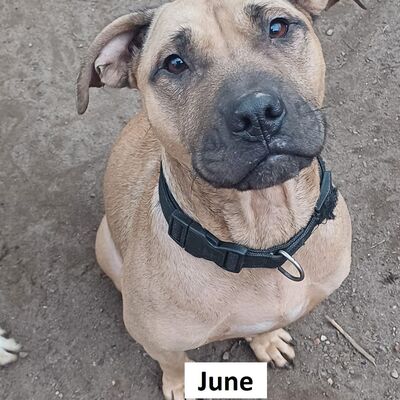 Tiervermittlung June