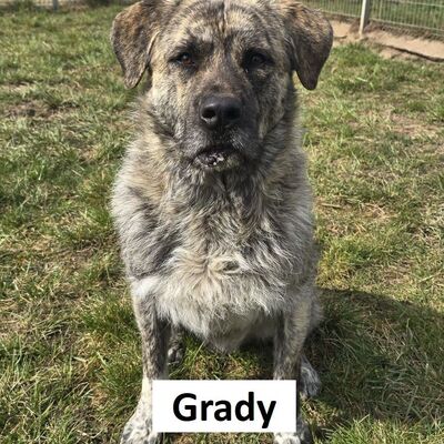 Tiervermittlung Grady
