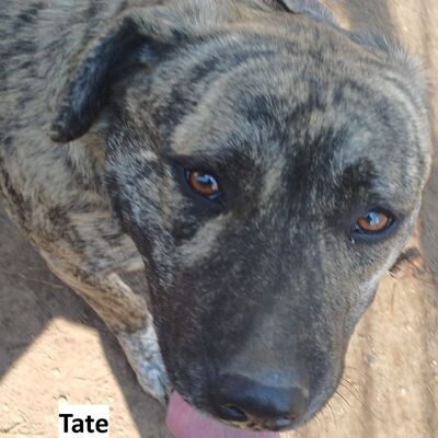Tiervermittlung Tate