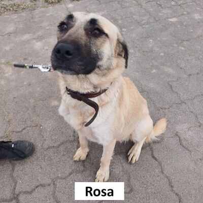 Tiervermittlung Rosa