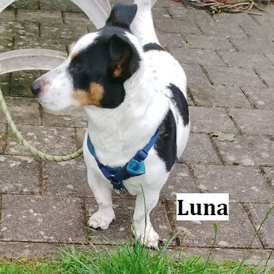 Tiervermillung Luna