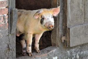 Tierschutz