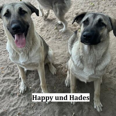 Tiervermittlung Happy und Hades