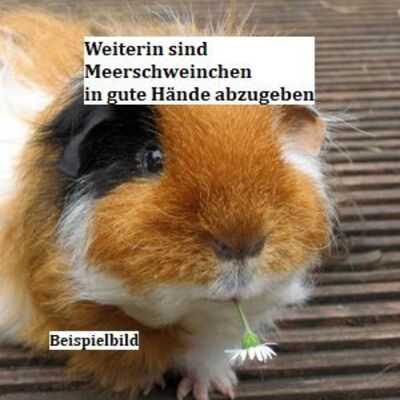 Tiervermittlung Meerschweinchen