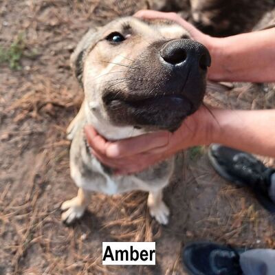 Tiervermittlung Amber