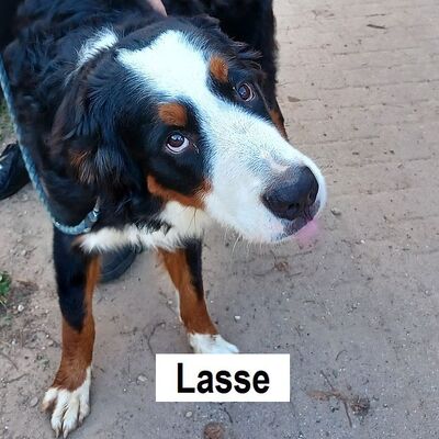 Tiervermittlung Lasse