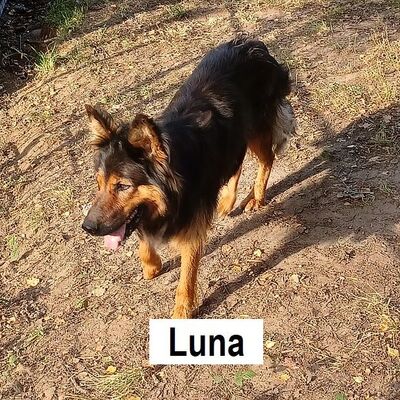 Tiervermittlung Luna