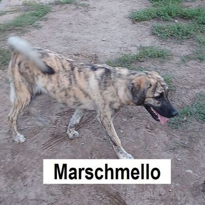 Tiervermittlung Marschmello