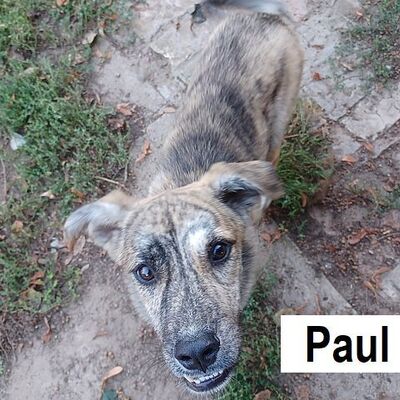 Tiervermittlung Paul