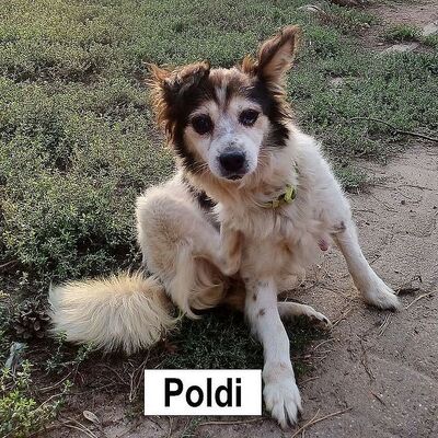 Tiervermittlung Poldi