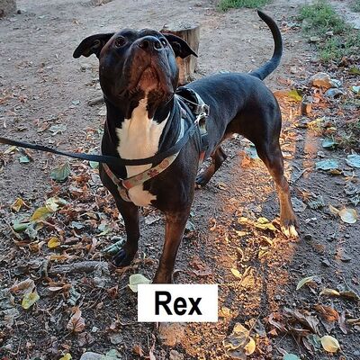 Tiervermittlung Rex