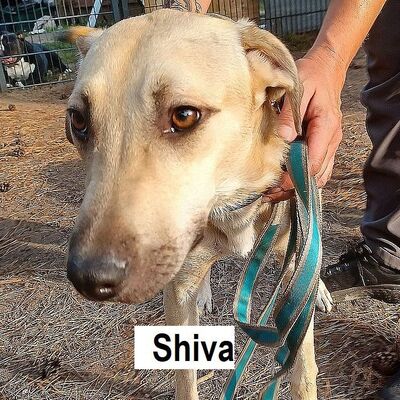 Tiervermittlung Shiva