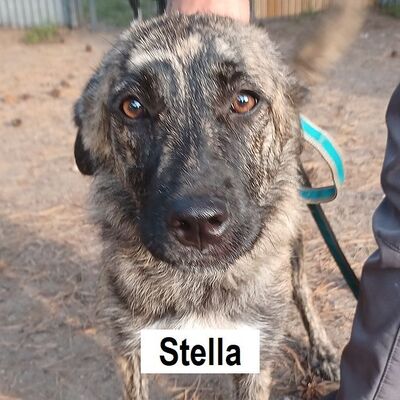 Tiervermittlung Stella
