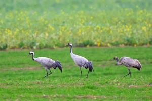 Kraniche (c) pixabay