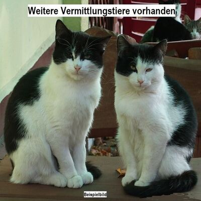 Vermittlungstiere Katzen