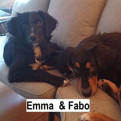 Tiervermittlung Emma und Fabo
