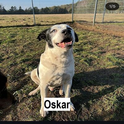 Tiervermittlung Oskar