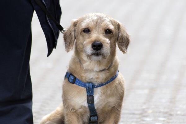 2026-03-27 Veterin&auml;ramt des Landkreises warnt vor Tollwutrisiken (c) pixabay