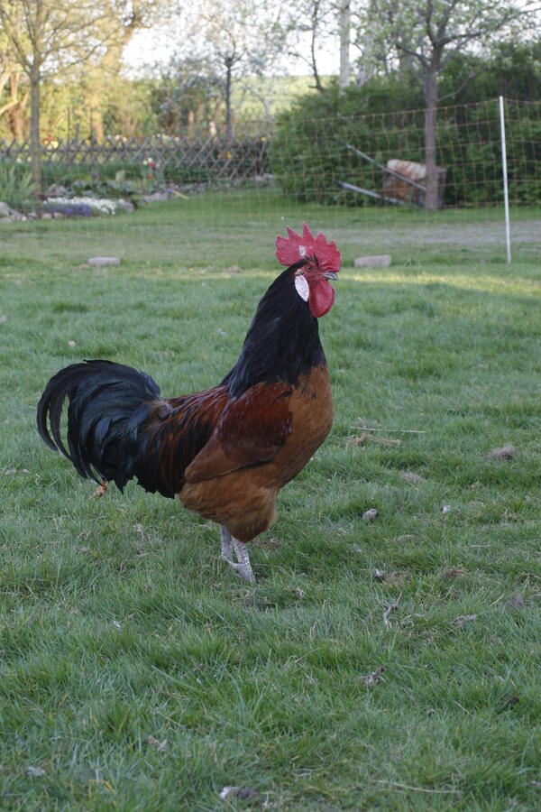 Hahn auf dem Hhnerhof