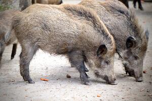 Wildschweine (pixabay)
