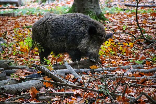 wild-boar-g9e86834f3_1920