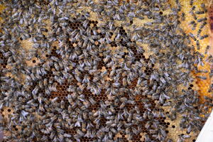 2022-03-21 Bienenvolk (c) Landkreis Ludwigslust-Parchim