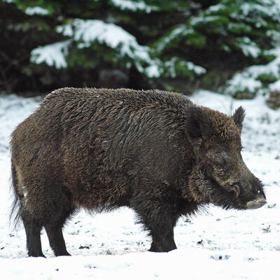 Keiler im Winter