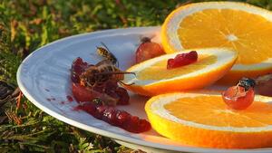 insects-feeding-gc218e03d7_1920