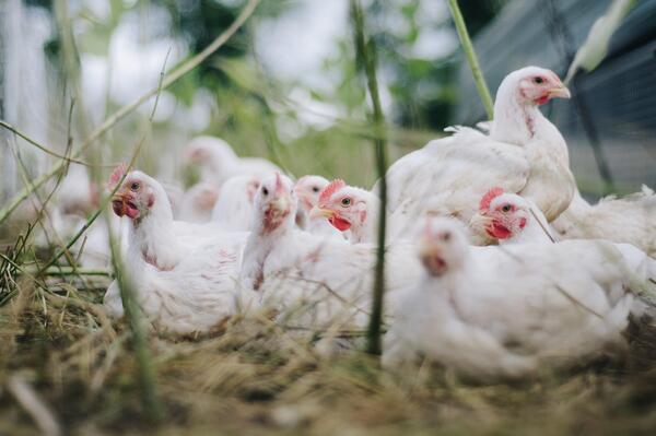 chickens-4474176_1920