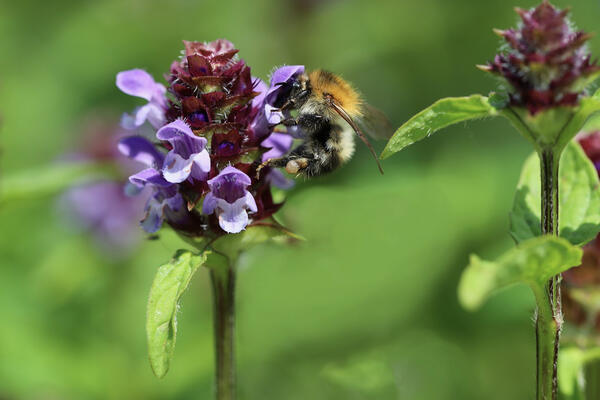 Hummel und Braunelle (c) pixabay